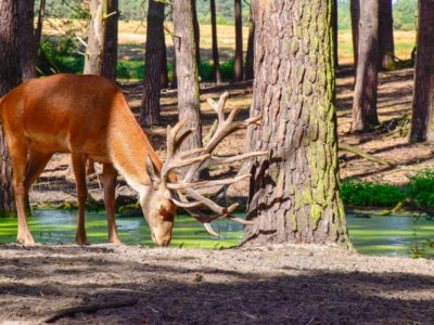 Wildpark Saarbrücken