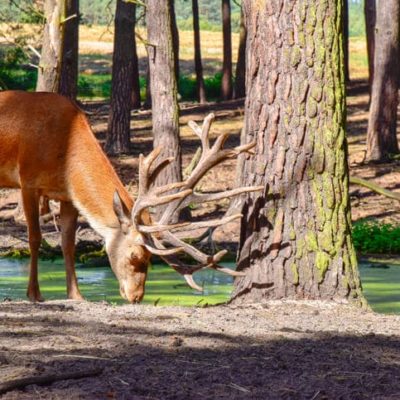 Wildpark Saarbrücken