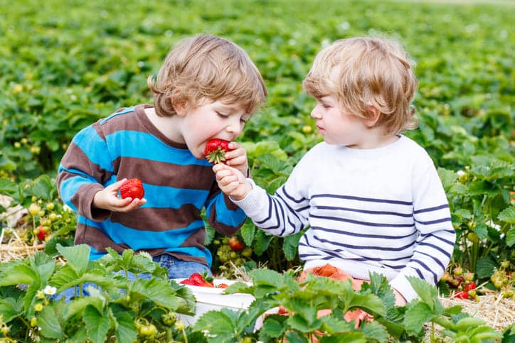 Erdbeeren zum Selbstpflücken im Saarland
