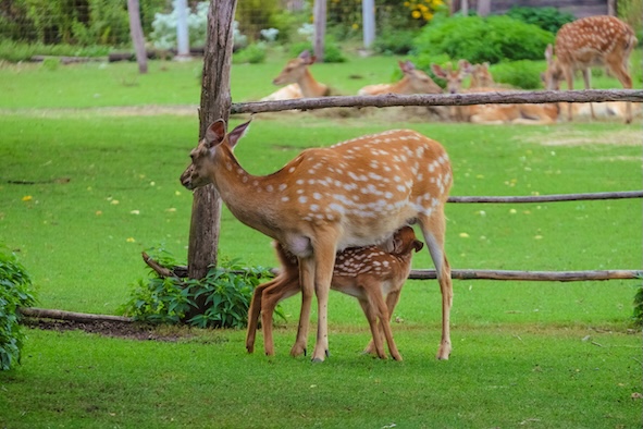 Rehkitz saugt Milch am Euter der Ricke